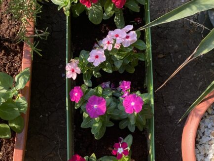 نبات فينكا (ونكا) مزهر